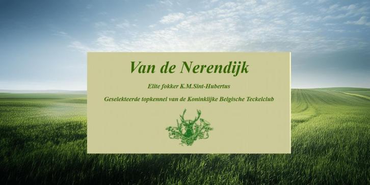 Liefhebberskennel Van de Nerendijk, Dieren en Toebehoren, Honden | Teckels en Dashonden, Fokker | Hobbymatig, Meerdere, België