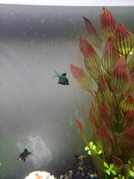 barbus vijf stuks groen, Animaux & Accessoires, Poissons | Aquariums & Accessoires, Enlèvement