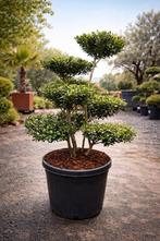 Ilex Crenata Blondie Bonsai, Enlèvement