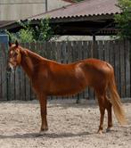 3 jarige merrie, Dieren en Toebehoren, Paarden, Merrie