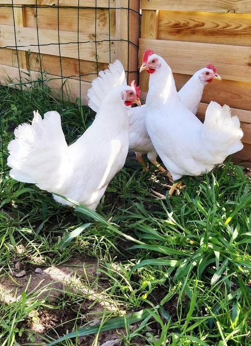 Legkippen jonge witte leghorn hennen beschikbaar, Animaux & Accessoires, Volatiles, Poule ou poulet, Femelle