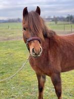 Knappe Welsh merrie, Dieren en Toebehoren, Merrie, Onbeleerd, C pony (1.27m tot 1.37m)