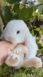 Lief baby minilop konijn blauwe ogen, Dieren en Toebehoren, Konijnen, Mannelijk, Dwerg, Hangoor, 0 tot 2 jaar