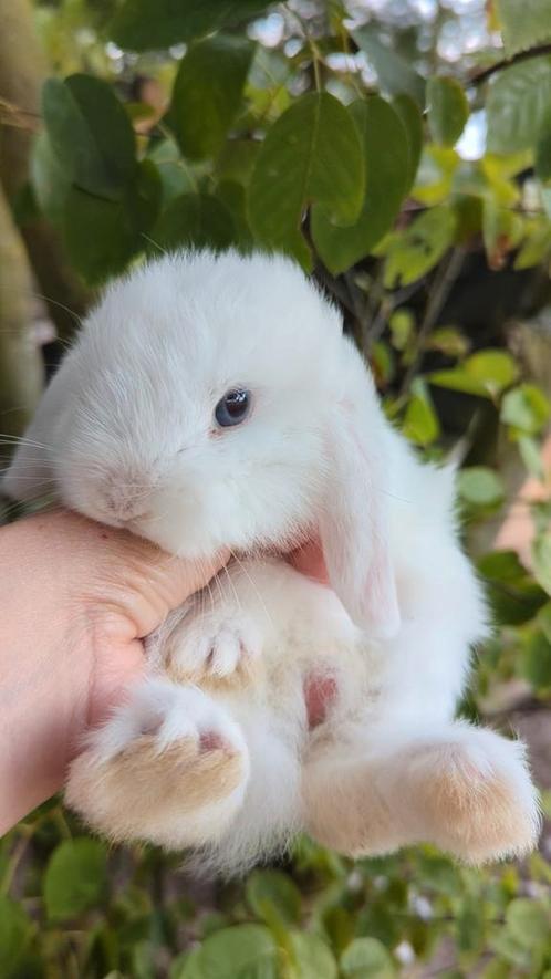 Lief baby minilop konijn blauwe ogen, Dieren en Toebehoren, Konijnen, Dwerg, Mannelijk, 0 tot 2 jaar, Hangoor