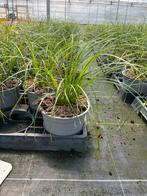 Carex brunnea ‘Magic Green’, Ophalen, Vaste plant, Siergrassen, Halfschaduw
