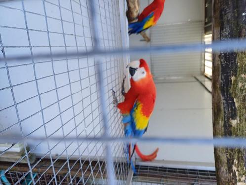 Babyvogels gezocht, Animaux & Accessoires, Oiseaux | Perruches & Perroquets, Bagué