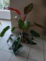 PHILODENDRON KAMERPLANT, Ophalen