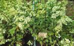 Hydrangea  in pot, Ophalen of Verzenden