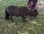 Shetland pony, Dieren en Toebehoren, Pony's, Hengst, Onbeleerd, Ontwormd, 7 tot 10 jaar