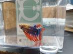 Betta crowntail, Dieren en Toebehoren