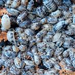 Porcellio Laevis "Dairy Cow", Dieren en Toebehoren, Insecten en Spinnen, Overige soorten