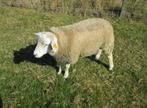 Stamboek franse texel ramlammeren, Dieren en Toebehoren, Mannelijk, Schaap, 0 tot 2 jaar