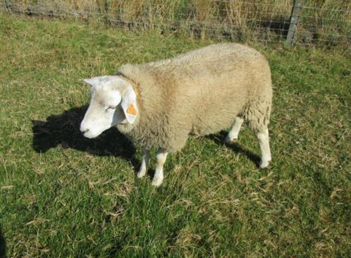 Stamboek franse texel ramlammeren, Dieren en Toebehoren, Schapen, Geiten en Varkens, Schaap, Mannelijk, 0 tot 2 jaar