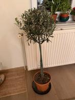 Olijfboom, Tuin en Terras, Planten | Bomen, Ophalen