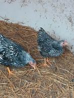 Bantam Wyandotte, Mâle, Poule ou poulet