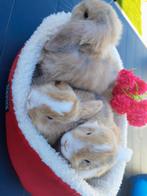 Baby hangoortjes, Dieren en Toebehoren