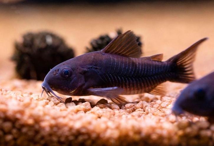 Corydoras Black, Dieren en Toebehoren, Vissen | Aquariumvissen, Zoetwatervis, Vis, Schoolvis