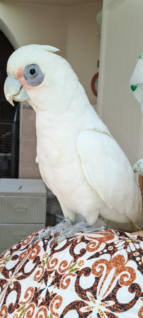 Papegaai naaktoogkatetoe, Dieren en Toebehoren, Vogels | Parkieten en Papegaaien, Papegaai, Mannelijk, Pratend, Tam, Geringd