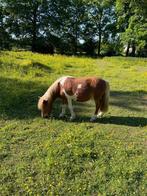 Bonte Shetlander, Dieren en Toebehoren, Pony's, Merrie, Gechipt
