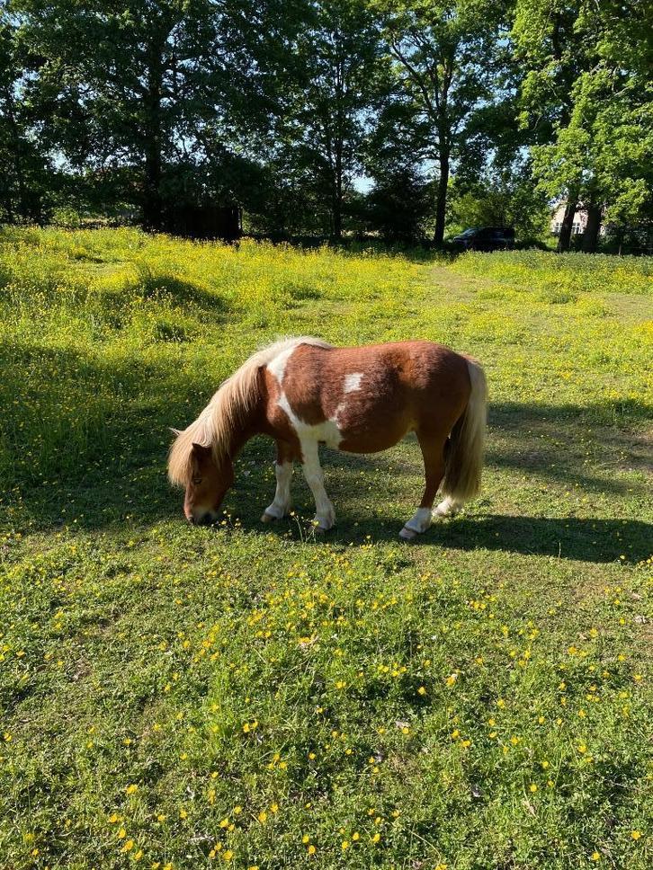 Bonte Shetlander, Dieren en Toebehoren, Pony's, Merrie, Gechipt