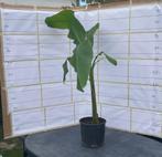 Bananenplant, Tuin en Terras, Ophalen, Vaste plant, Overige soorten