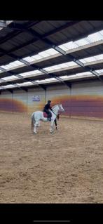 VANDAAG OPHALEN €1750, Dieren en Toebehoren, Pony's, Merrie