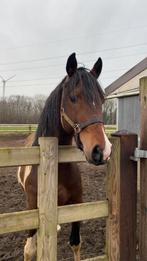 Bonte Hengst, Dieren en Toebehoren, Paarden, Hengst, Zadelmak