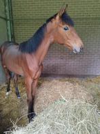 1 jarige merrie te koop, Dieren en Toebehoren, Paarden, Merrie