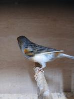 Harkelijn  kanarie koppel