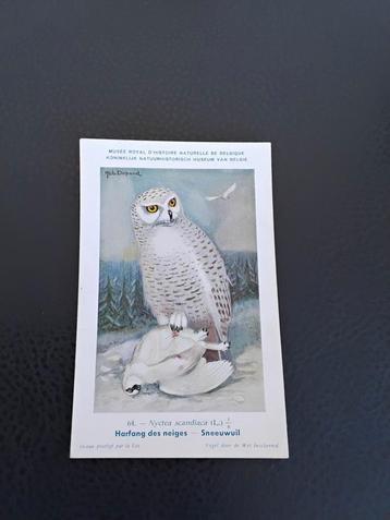 Cartes postales d'oiseaux, Enlèvement ou Envoi, 1920 à 1940, Non affranchie, Oiseaux