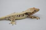 SALE! 1.0 High End Tricolor Lilly White wimpergekko man, Lézard, Domestique, 0 à 2 ans