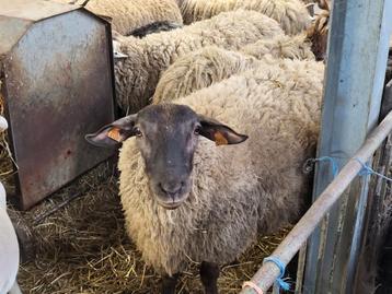 Mannelijke schapen  beschikbaar voor biedingen