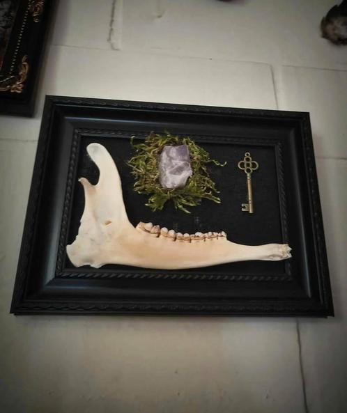 Reebok kaak en amethyst, Antiek en Kunst, Curiosa en Brocante, Ophalen of Verzenden