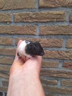 2 jonge goudhamsters, leuk gekleurd en handtam, Dieren en Toebehoren, Mei, Hamster