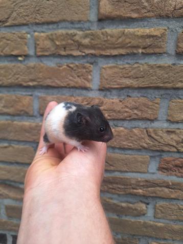 3 jonge goudhamsters, leuk gekleurd en handtam  beschikbaar voor biedingen