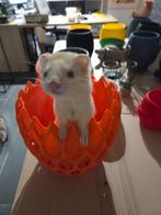 Tamme witte fret 9maand oud, Animaux & Accessoires, Rongeurs, Furet, Mars, Domestique, Femelle