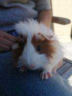 Cavia's te koop., Dieren en Toebehoren, Knaagdieren, Cavia, Juli, Meerdere dieren, Tam