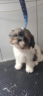 Shih-tzu, België, Overige rassen, CDV (hondenziekte), 8 tot 15 weken