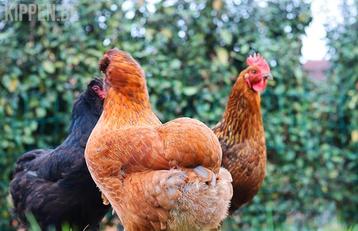 Ik Zoek broedeieren an Araucana kippen beschikbaar voor biedingen