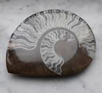 Fossil - Papierpers - Gepolijst gefossiliseerd ammoniet, Ophalen, Fossiel