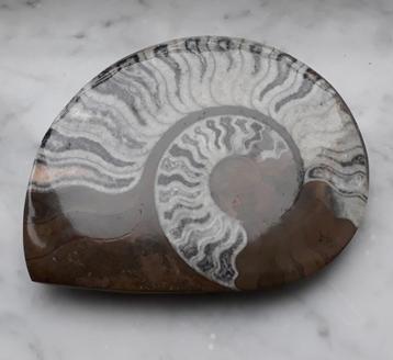 Fossil - Papierpers - Gepolijst gefossiliseerd ammoniet beschikbaar voor biedingen