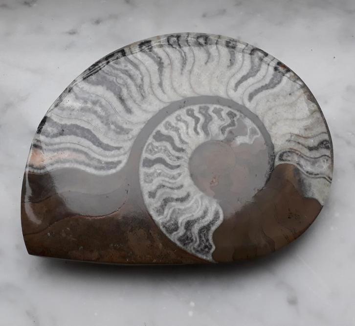 Fossil - Papierpers - Gepolijst gefossiliseerd ammoniet, Verzamelen, Mineralen en Fossielen, Fossiel, Ophalen