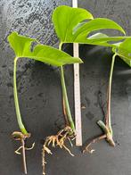 Monstera stekken, Ophalen