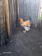 Brama haan van dit jaar