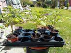 5 tomatenplanten - Kontich, Tuin en Terras, Ophalen, Volle zon, Groenteplanten, Eenjarig
