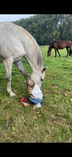 21j merrie geschikt als gezelschapspaard of wandelpaard, Dieren en Toebehoren, Paarden, Merrie