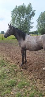Knappe Springpony te koop, Dieren en Toebehoren, Pony's, Met stamboom, Springpony, 3 tot 6 jaar, Onbeleerd