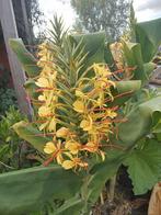 Hedychium gardnerianum siergember, Tuin en Terras, Planten | Tuinplanten, Zomer, Vaste plant, Overige soorten, Ophalen