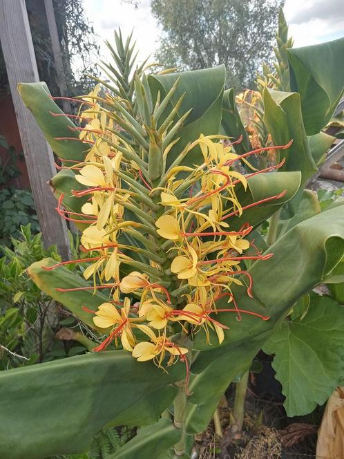 Hedychium gardnerianum siergember, Tuin en Terras, Planten | Tuinplanten, Vaste plant, Overige soorten, Volle zon, Zomer, Ophalen