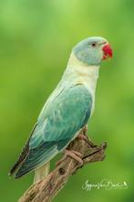 Halsbandparkieten, Dieren en Toebehoren, Geringd